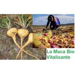 Maca Bio - 60 Gélules Végétales de 595 mg - Naturège Vibra