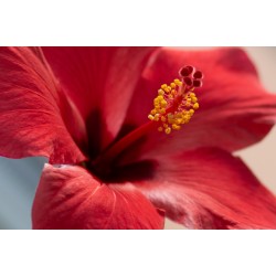 Hibiscus sachet de 50g - Tisane & infusion de plantes simples - Herboristerie