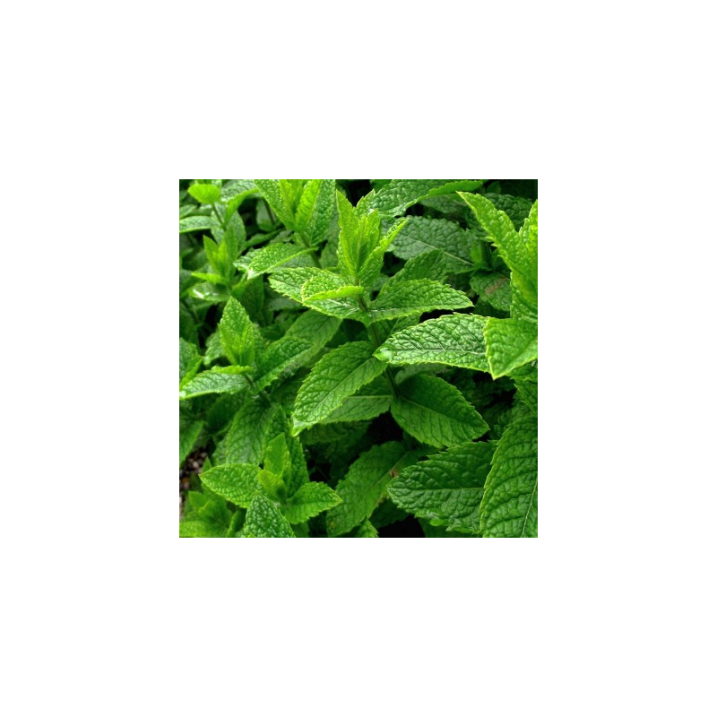 Menthe Poivrée Bio - sachet de 20 g - Tisane & infusion de plante simples - Herboristerie