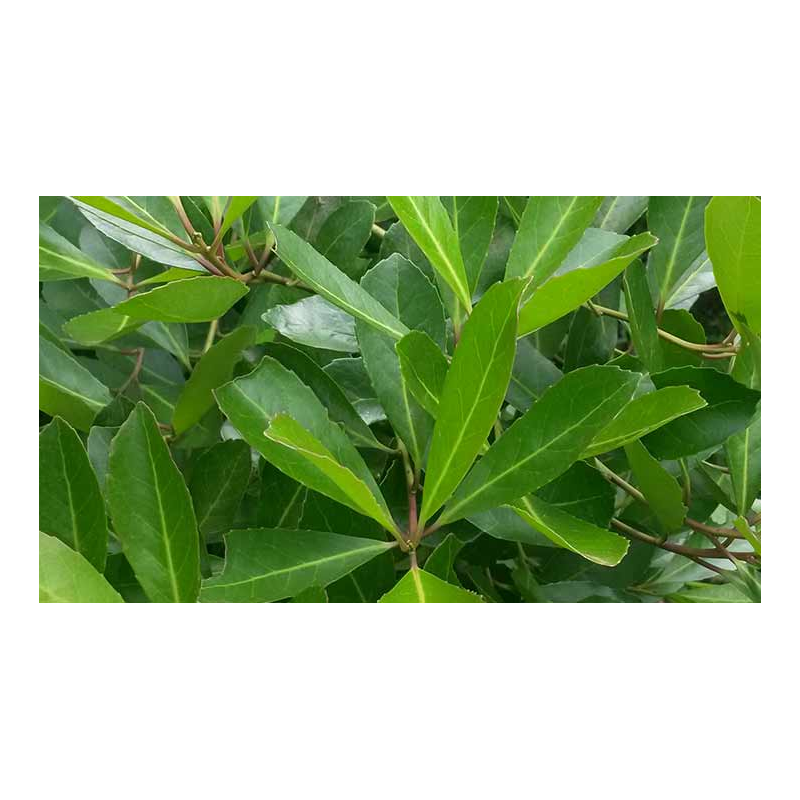 Maté Vert Bio - sachet de 80 g - Tisane & infusion de plante simples - Herboristerie