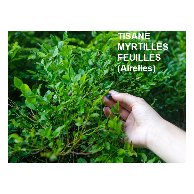 Myrtilles Feuilles (Airelles) Bio - sachet de 75 g - Tisane & infusion de plante simples - Herboristerie