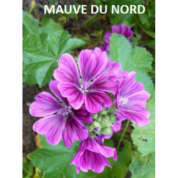 Plante Mauve Nord -  sachet de 45 g - Tisane & décoction de plante simples - Herboristerie