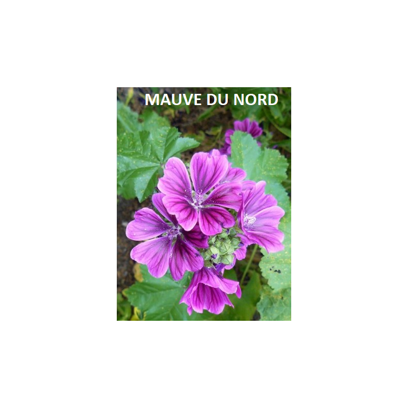 Plante Mauve Nord -  sachet de 45 g - Tisane & décoction de plante simples - Herboristerie