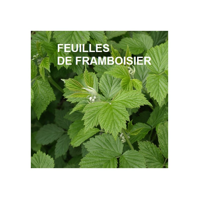 Plante Framboisier Feuilles - 50 g - HERBIER DE GASCOGNE - Tisane -  Herboristerie