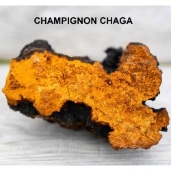 Alcazen Chaga Bio Champignon immunité - Pot de 90 g - NataVéa Vibra