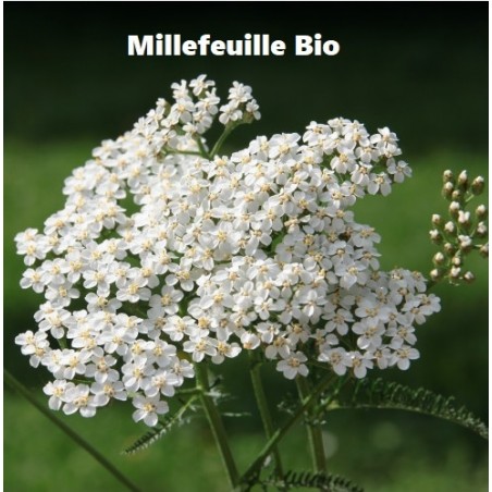 Plante Millefeuille fleur et feuille Bio - Sachet 50 g - Herbier de Gascogne