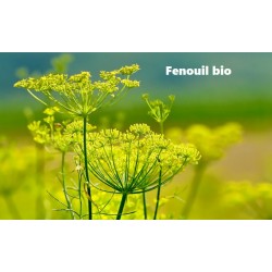 Plante Fenouil semence Bio - Sachet de 50 g - Herbier de Gascogne
