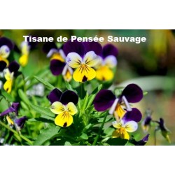 Plante Pensée Sauvage Bio 75 g - Tisane et Infusion de plantes simples - Vallée Nature