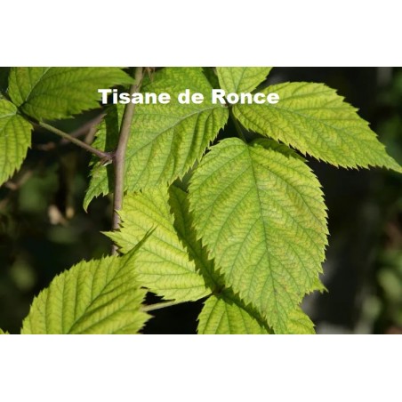PLANTE RONCE FEUILLE CM Plante Ronce feuille CM 75 g - Tisane et Infusion de plantes simples - Vallée Nature
