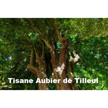 Plante Aubier Tilleul Copeaux 100 g - TISANE & INFUSION DE PLANTES SIMPLES - Vallée Nature