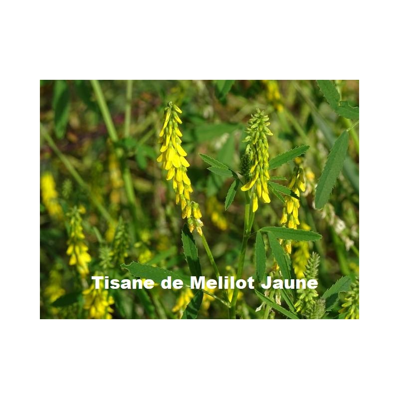PLANTE MELILOT JAUNE CM 75 g - TISANE & INFUSION DE PLANTES SIMPLES - Vallée Nature