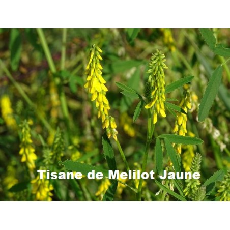 PLANTE MELILOT JAUNE CM 75 g - TISANE & INFUSION DE PLANTES SIMPLES - Vallée Nature