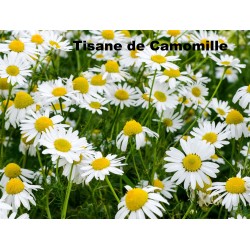 Plante Camomille fleurs Bio 30g - TISANE & INFUSION DE PLANTES SIMPLES - Herboristerie