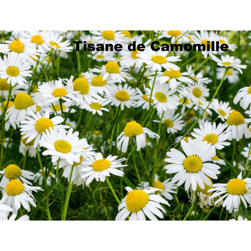 Plante Camomille romaine fleur Bio - Sachet 20 g - Herbier de Gascogne