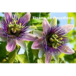 Plante Passiflore Bio 75 g - TISANE & INFUSION DE PLANTES SIMPLES - Vallée Nature