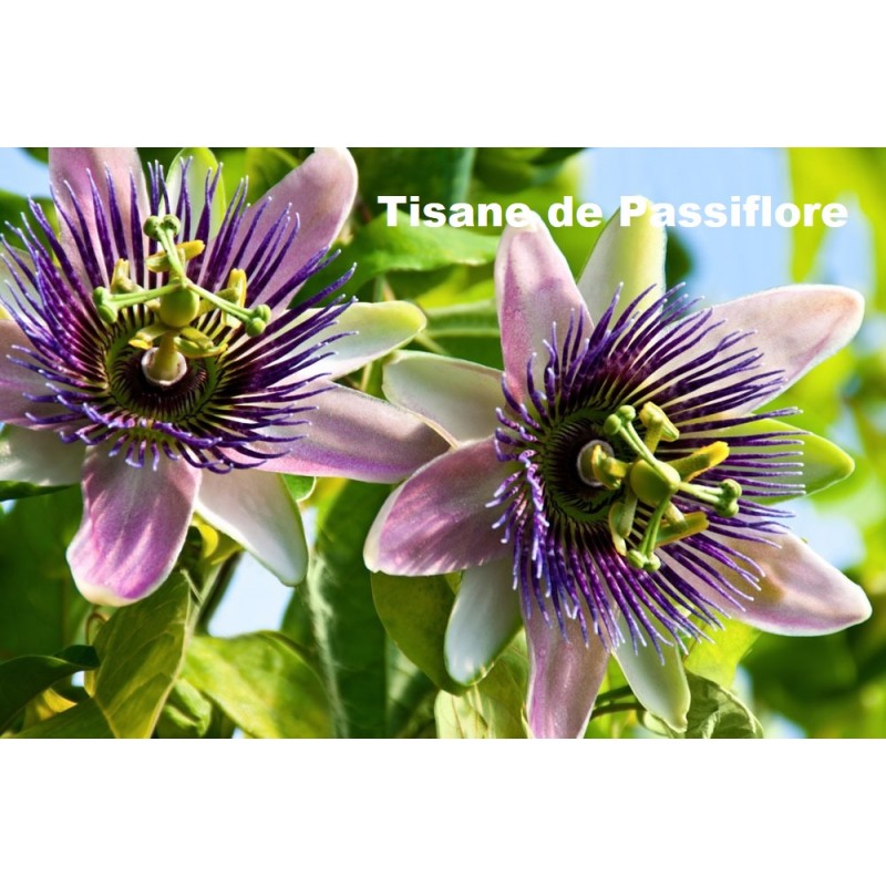 Plante Passiflore Bio 75 g - TISANE & INFUSION DE PLANTES SIMPLES - Vallée Nature