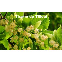 Plante Tilleul Carpentras large Bio 40 g - TISANE & INFUSION DE PLANTES SIMPLES - Vallée Nature