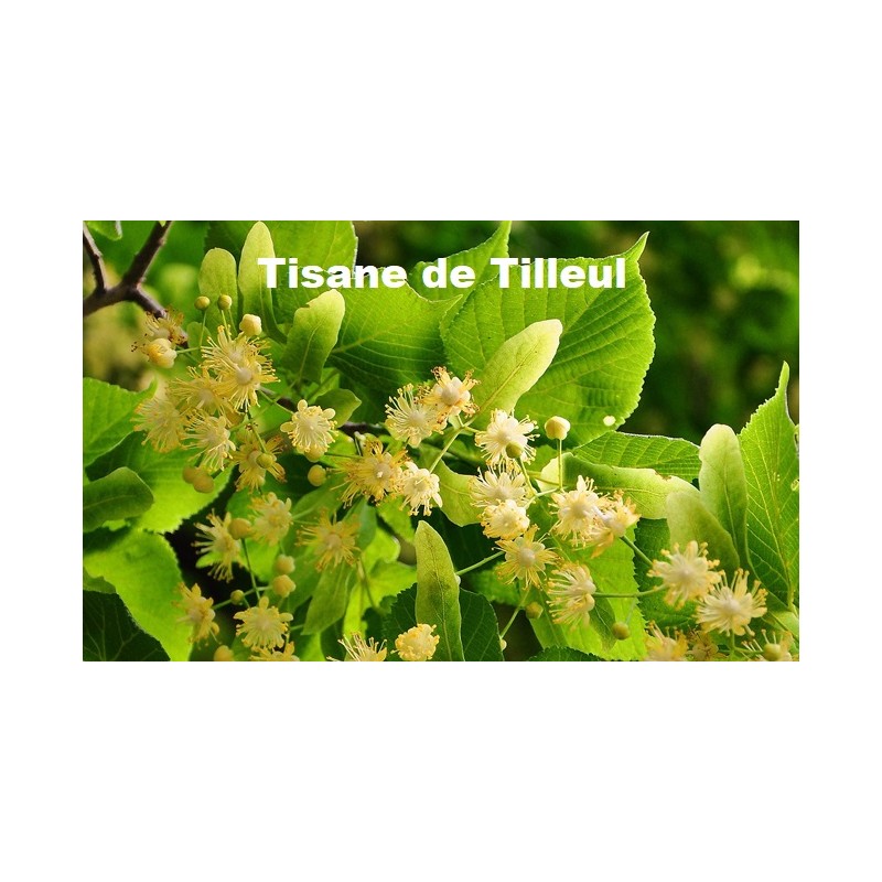 Plante Tilleul Carpentras large Bio 40 g - TISANE & INFUSION DE PLANTES SIMPLES - Vallée Nature