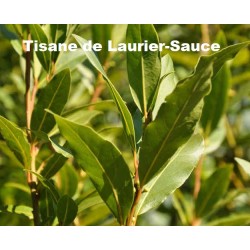 Plante Laurier Sauce Feuille 50g - TISANE & INFUSION DE PLANTES SIMPLES - Vallée Nature