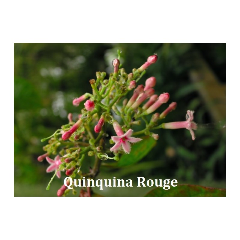 Complexe Quiquina Rouge - 60 gélules végétales - Phytosud