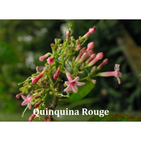 Complexe Quiquina Rouge - 60 gélules végétales - Phytosud