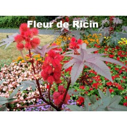 Huile végétale Bio de Ricin - 50 ml - Eolésens
