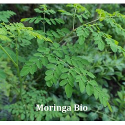 Poudre de Moringa Bio - 100 g- L'Herbier de Gascogne
