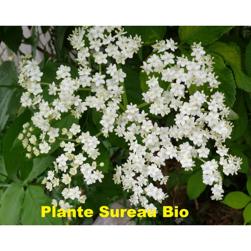 Plante Sureau Bio - 30 g - Herbier de Gascogne