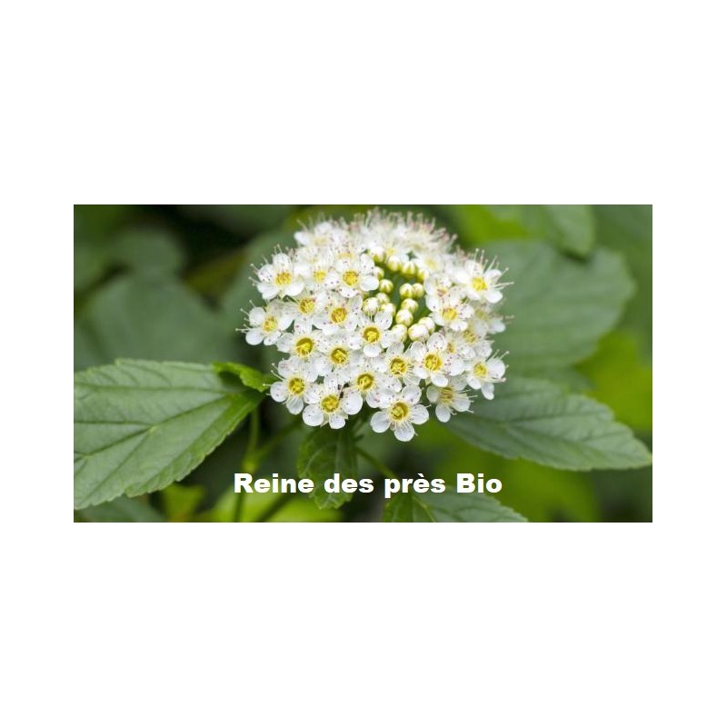 Plante Reine des prés Bio - 40 g - Tisane et Infusion de plantes simples - Herbier de Gascogne
