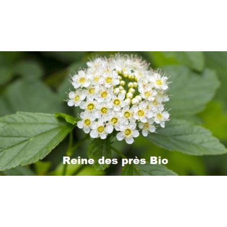 Plante Reine des prés Bio - 40 g - Tisane et Infusion de plantes simples - Herbier de Gascogne