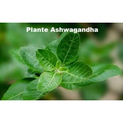 Ashwagandha optimisée - 30 gélules végétales - Essence Pure