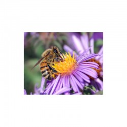 Vibra-Miel+ Bio - 125 g - Trésor des abeilles