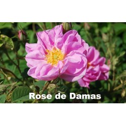 Macérat Rose de Damas Bio - 50 ml - Eolésens