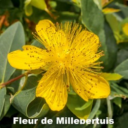 Macérat Huileux Millepertuis Bio - 50 ml - L'Herbier de Gascogne