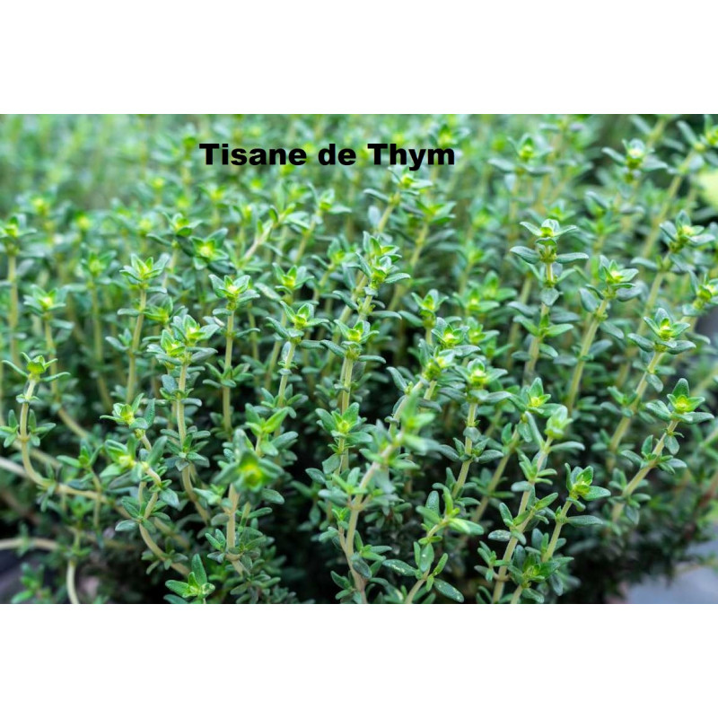 Plante Thym Feuille Bio - 50 g - Tisane & Infusion de plantes simples - Herbier de Gascogne
