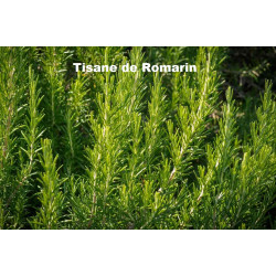 Plante Romarin Feuille Bio - 40 g - Tisane & Infusion de plantes simples - Herbier de Gascogne