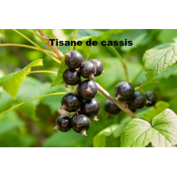 Plante cassis feuilles entières de 50 g - TISANE & INFUSION DE PLANTES SIMPLES - Herbier de Gascogne