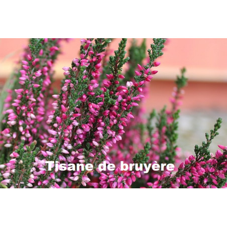 Plante Bruyère sommité fleurie Bio de 40 g - TISANE & INFUSION DE PLANTES SIMPLES - Herbier de Gascogne