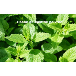Plante Menthe Poivrée Feuille Bio - 25 g - TISANE & INFUSION DE PLANTES SIMPLES - Herbier de Gascogne