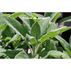 Plante Sauge Feuille Bio - 30 g - TISANE & INFUSION DE PLANTES SIMPLES - Herbier de Gascogne