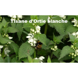 Plante Ortie Blanche feuille bio - 50 g - TISANE & INFUSION DE PLANTES SIMPLES  - Herbier de Gascogne