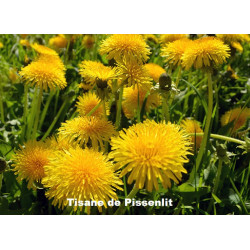 Plante Pissenlit Feuille Bio - 40 g - Tisane & Infusion de plantes simples - Herbier de Gascogne