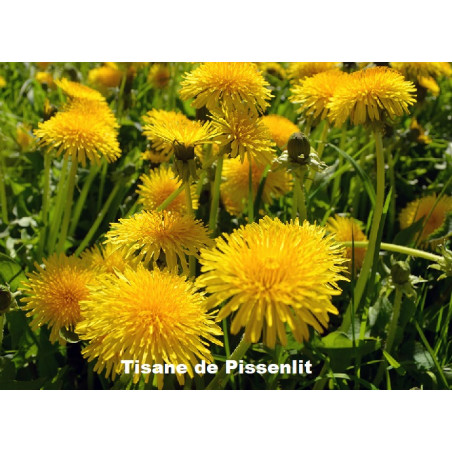Plante Pissenlit Feuille Bio - 40 g - Tisane & Infusion de plantes simples - Herbier de Gascogne