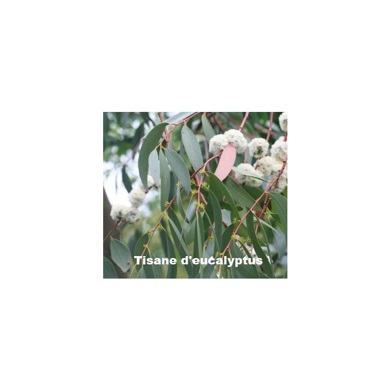 Plante Eucalyptus Bio - 50 g - Tisane & Infusion de plantes simples - Herbier de Gascogne