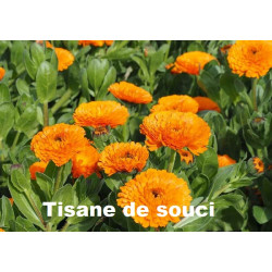 Plante Souci Bio - 15 g - Tisane & Infusion de plantes simples - Herbier de Gascogne