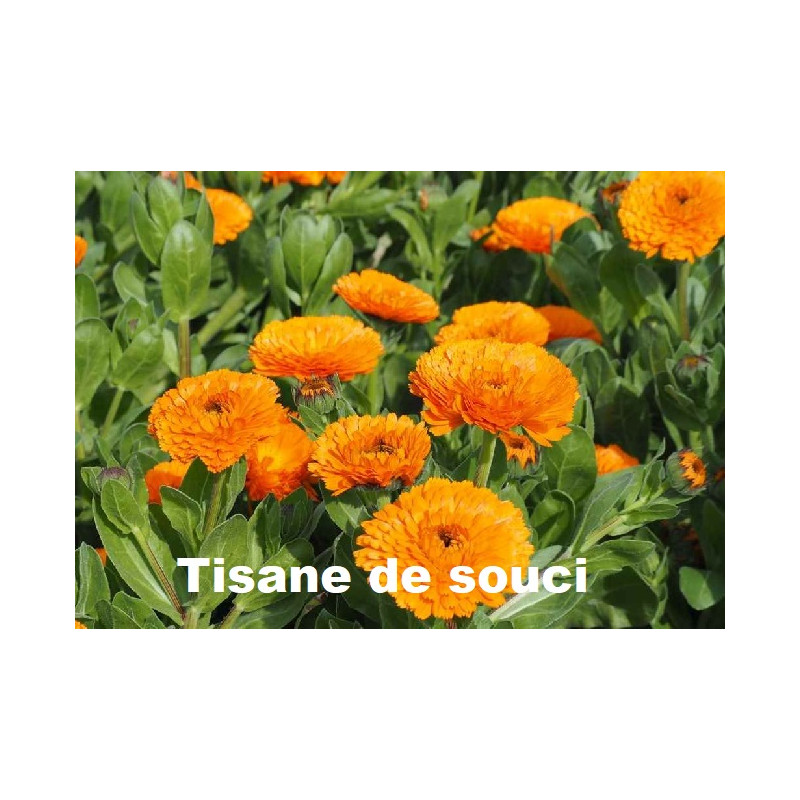 Plante Souci Bio - 15 g - Tisane & Infusion de plantes simples - Herbier de Gascogne