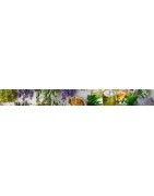 Des tisanes, des plantes bio et d'herboristerie médicinale | Hyperbio.com
