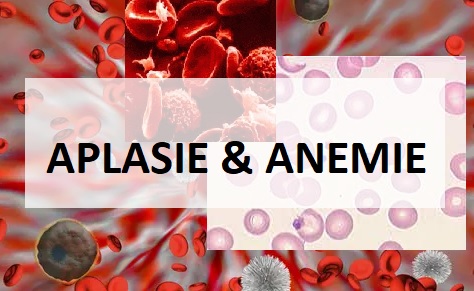 aplasie et anémie : booster naturellement le taux de globules rouges, blancs et plaquettes