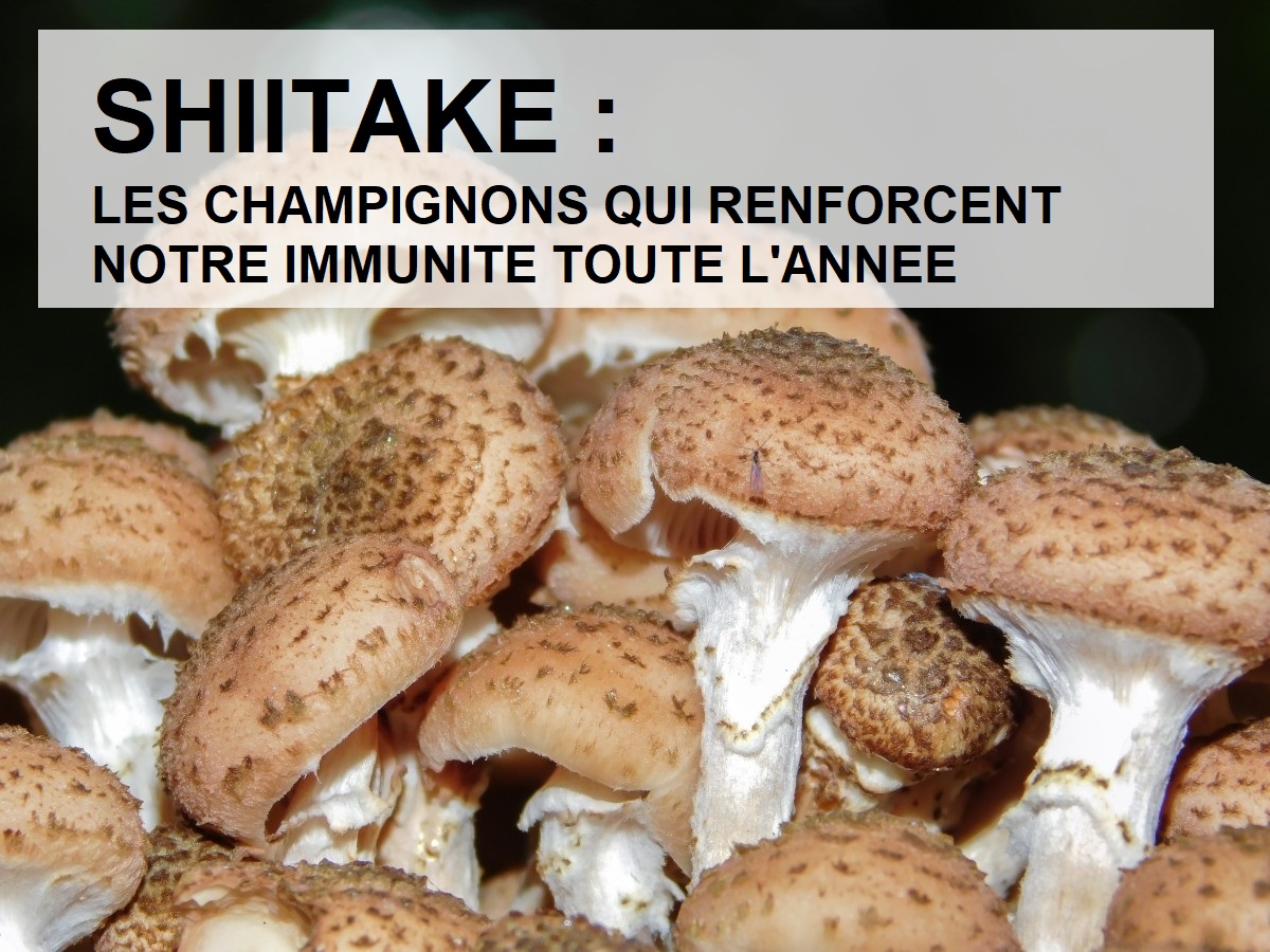 shiitaké, le meilleur champignons médicinale de mycothérapie