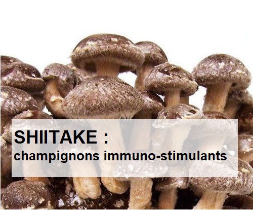 shiitaké, un mycélium pour l'immunité en extrait, poudre et gélules chez hyperbio